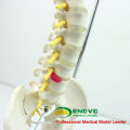 SPINE08 12381 Medical Science Table Display Flexible Spine Skeleton Education Model Pelvis and Half Leg